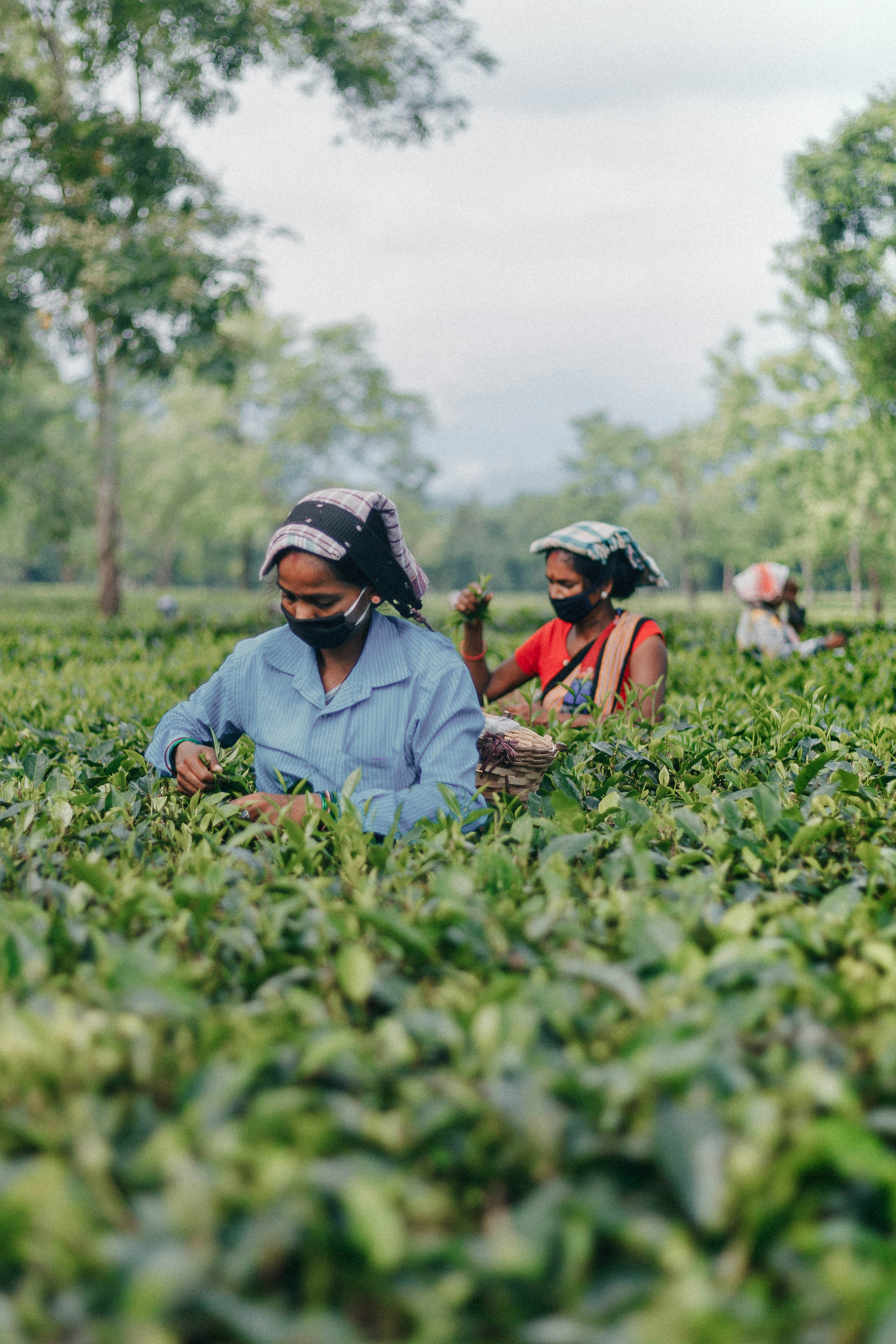 Red Forte Premium Tea Products